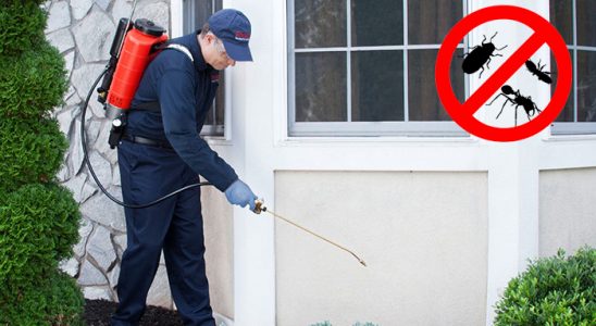 Ilgaz Tahtakurusu İlaçlama böcek ilaçlama ve haşere kontrolü — ilaclama-tr.com